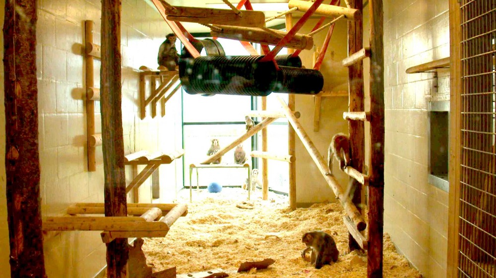 A large room housing a breeding group of rhesus macaques. In the background is a floor-to-ceiling height bay window, letting lots of natural light into the room. The floor is covered in a deep layer of wood shavings, with one monkey on the floor foraging for scattered food. Wooden ladders, platforms and shelves fill the walls and room space, some of which have monkeys resting on them. Suspended from the ceiling are swings made from wood and ropes, and from plastic barrels and firehoses.