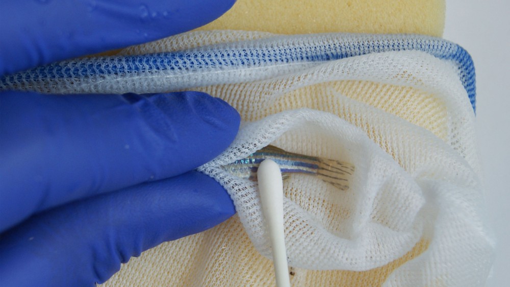 a zebrafish is held in a hand net and swabbed.