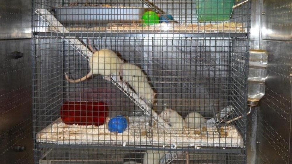 A tall cage which has been used to create a rat playpen. There are three different tiers with ladders to allow the rats to climb up between each one. A number of white rats can be seen moving between the different levels. Enrichment and play objects are available on each level including an cardboard box that used to hold laboratory gloves, coloured balls, tubes, a wheel and a raised platform on the top level with some bedding material.