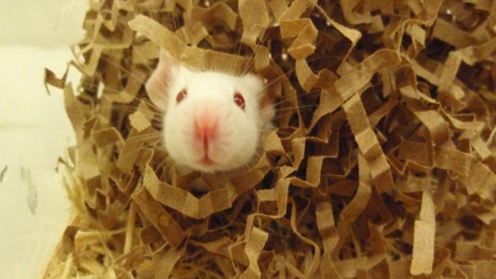 A mouse looks out of a nest