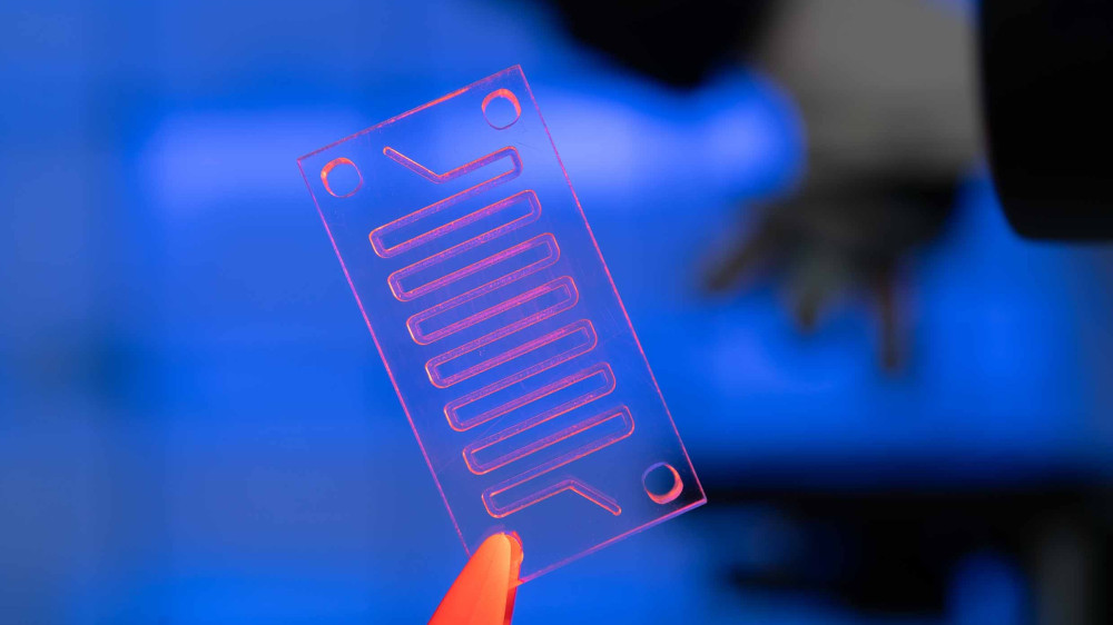 Organ on a chip system. The chip is being held against a blue background with orange tweezers causing the channels on the chip to have an orange hue.