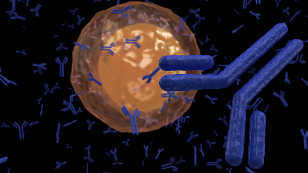 Antibodies and a cell