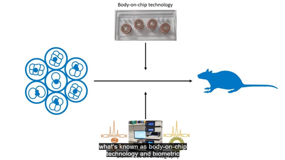 Video screenshot showing how body-on-chip technology can replace the use of animals in a visual diagram.