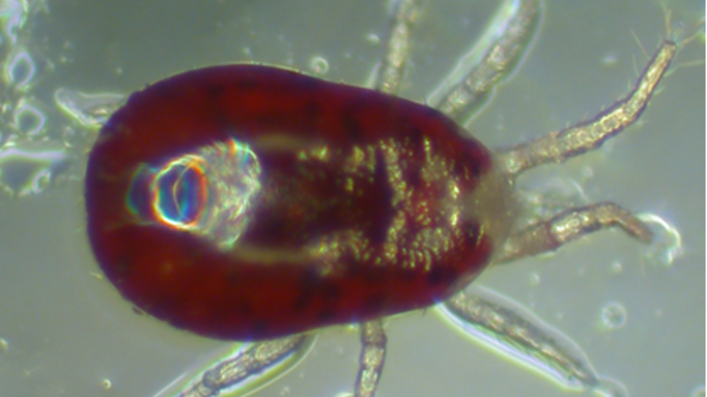 Image of a hen, red mite and 'on-hen' feeding device.
