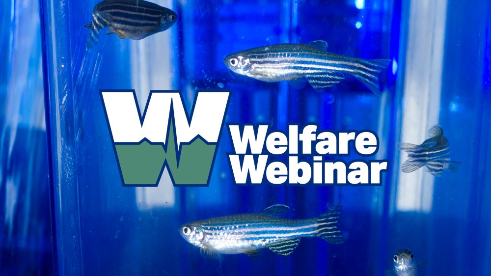 The words Welfare Webinar, with zebra fish in a tank