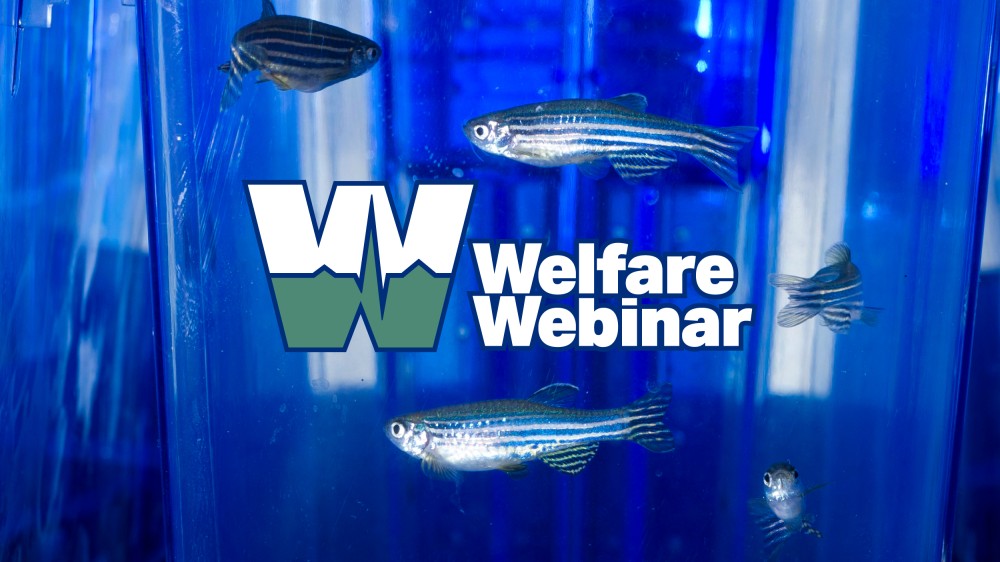 The words Welfare Webinar, with zebra fish in a tank
