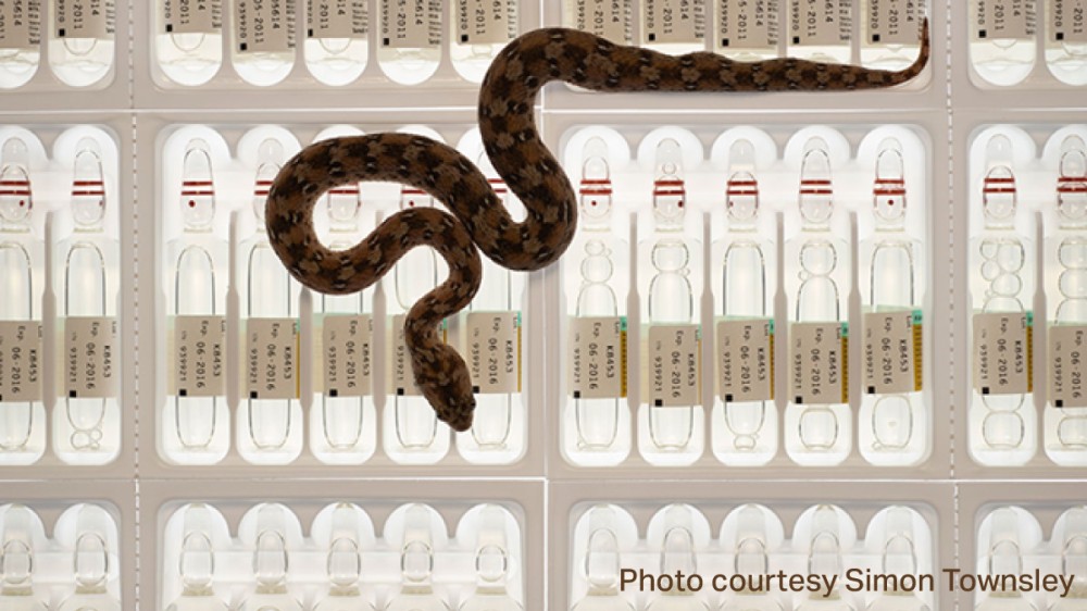 A snake pictured with anti-venom
