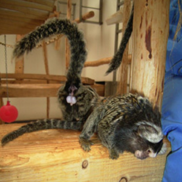 Two common marmosets sitting on wooden ledges in an enclosure. The marmoset on the left is exhibiting the tail raised present behaviour pattern, with the tail semi-piloerected, raised and coiled, and the genitals exposed.