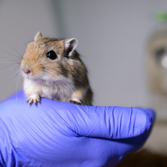 Gerbil is held by a laboratory technician in a gloved hand. 
