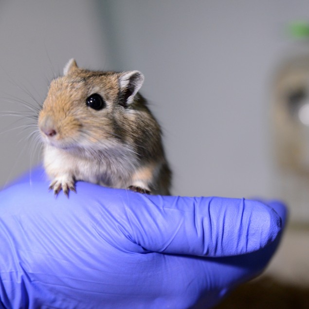 Gerbil is held by a laboratory technician in a gloved hand.