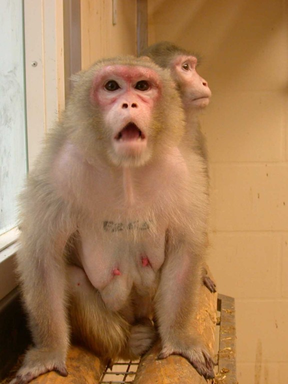 A female rhesus macaque defends her enclosure against an approaching human with a stare, retracted ears and open mouth.