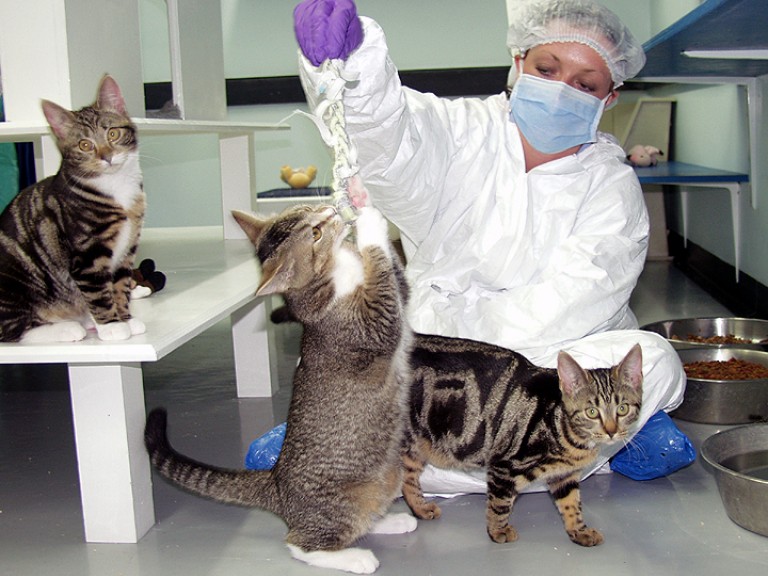 A technician with cats in a play area. The technician is wearing a white protective suit, mask, hair net and laboratory gloves. She is holding a piece of string which one of the cats is rearing up to play with. One cat sits on a shelf to the left, another is walking along the floor looking at the camera. 