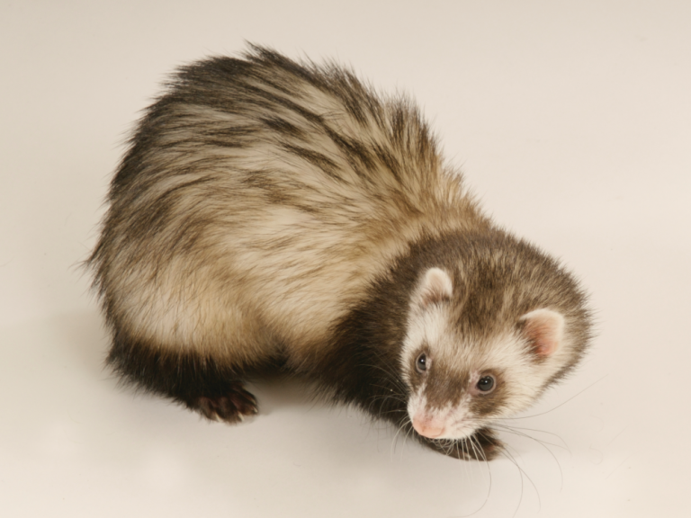 A ferret with 'fitch' or 'polecat' markings