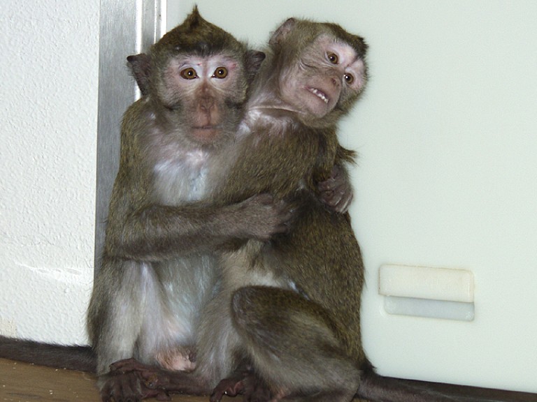 Two macaques holding each other, their arms can be seen wrapped around each other. The macaque on the right is exhibiting a 'fear-grin/grimace'.
