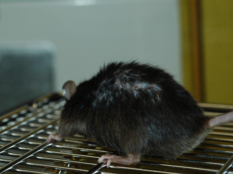 A mouse with wounds on its back, the result of mouse aggression.