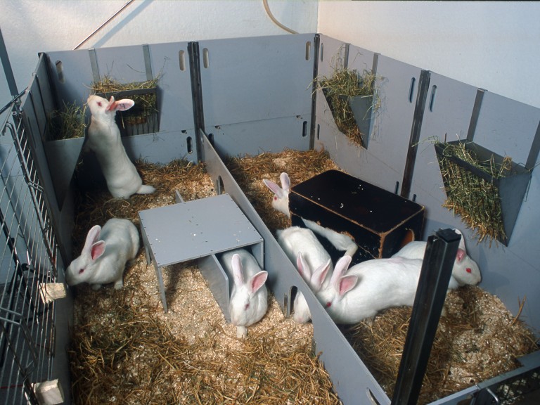 A number of white rabbits can be seen in a grey floor pen set up for social housing. The floor is covered in sawdust and straw.  There are multiple boxes to provide shelter and dividers so that they can exhibit natural behaviours within the group. Food hoppers are attached to the sides of the pen.