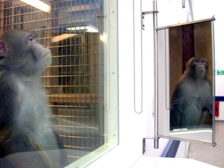 A macaque looking into a mirror. You can see both the monkey and its reflection alongside some of the wider enclosure.