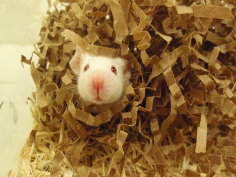 A mouse looks out of a nest