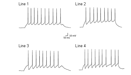 Four line graphs showing action potentials recorded from iPSC-derived neurons in response to depolarisation. Representative traces from affected and unaffected individuals.