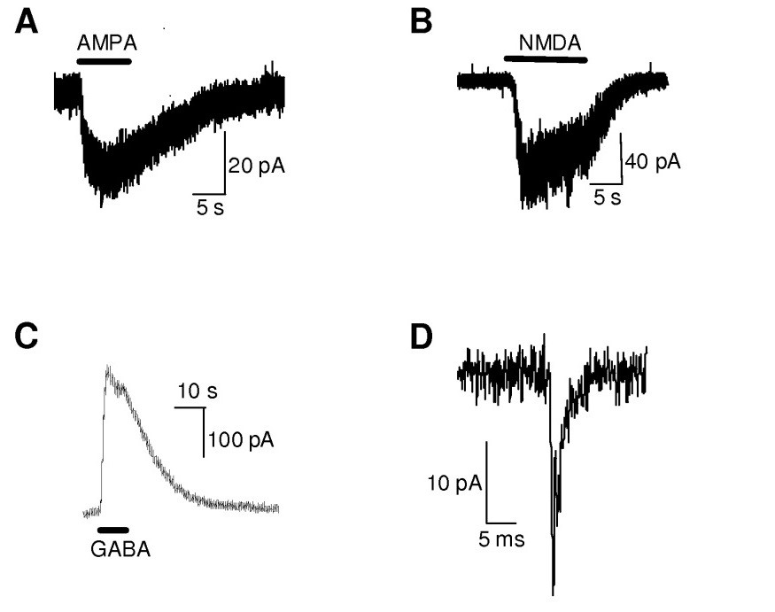 Four line graphs showing HiPSC-derived neurons respond to neurotransmitters