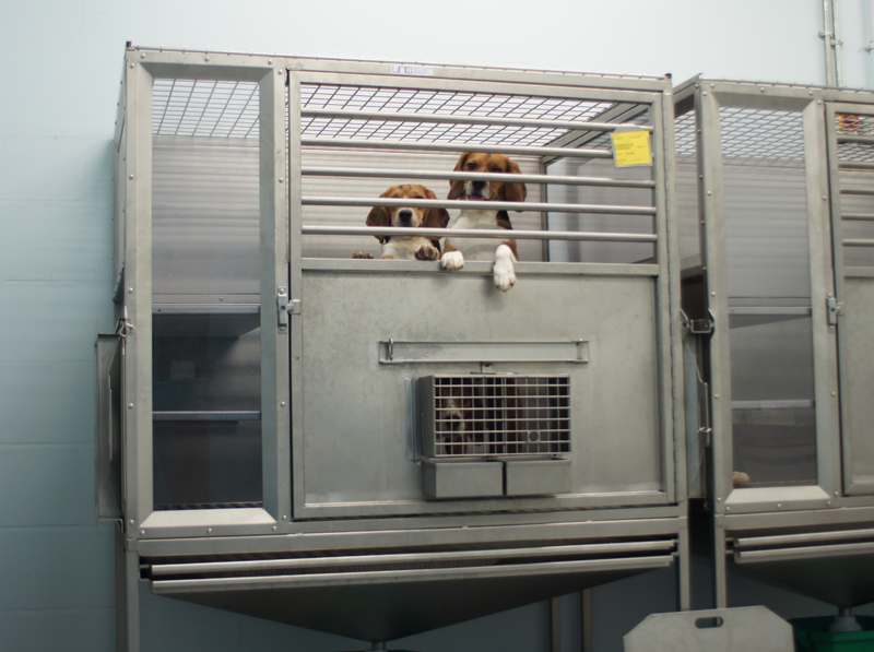 Dual cage system with a hatch between the two connected cages and pair-housed dogs