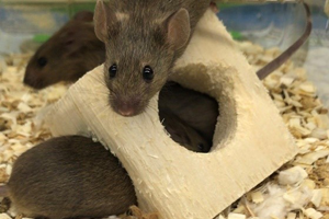 Two brown mice playing with a wooden block with a hole in the center