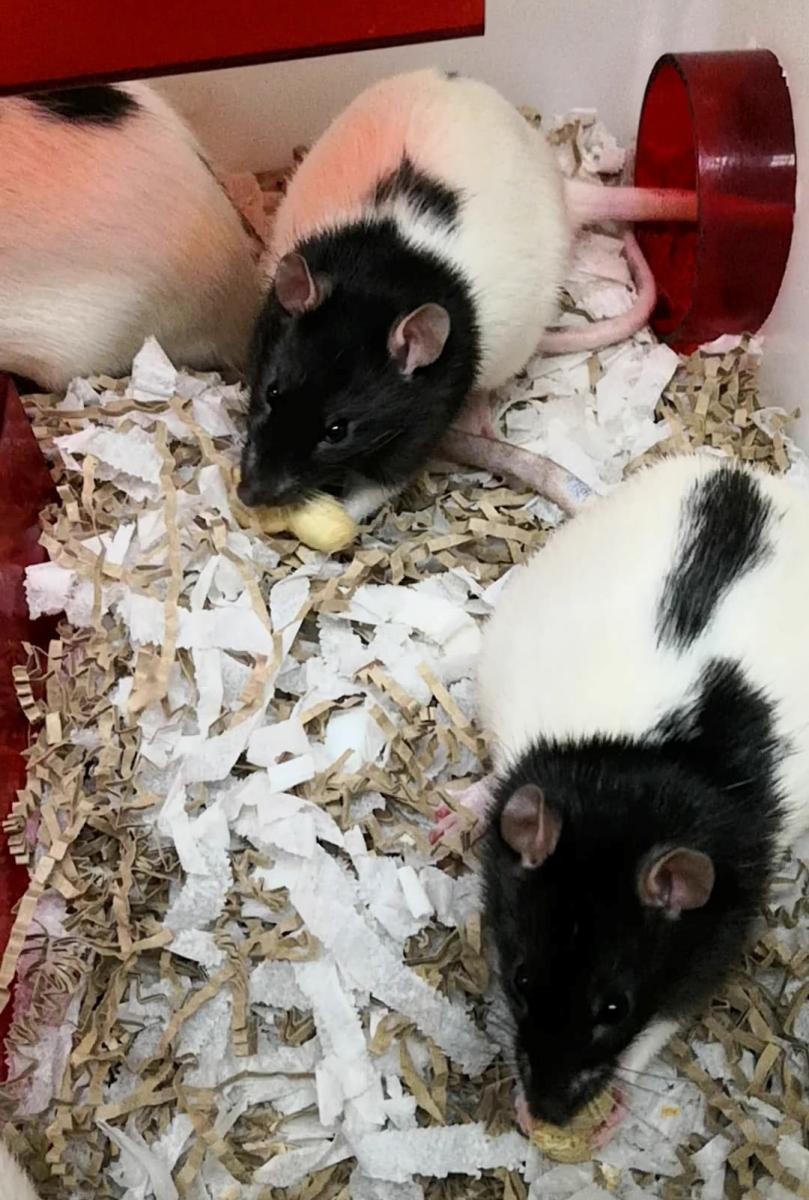 Rats enjoying monkey nuts