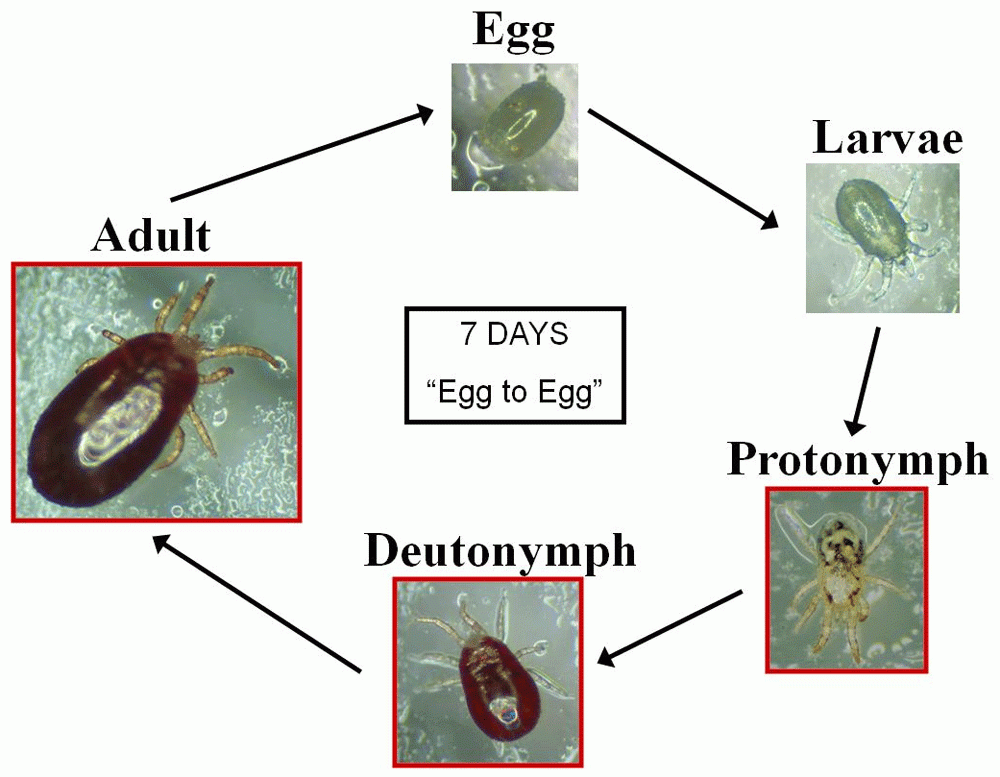 The lifecycle of poultry red mites. Each of the stages outlined in red is a blood-feeding stage