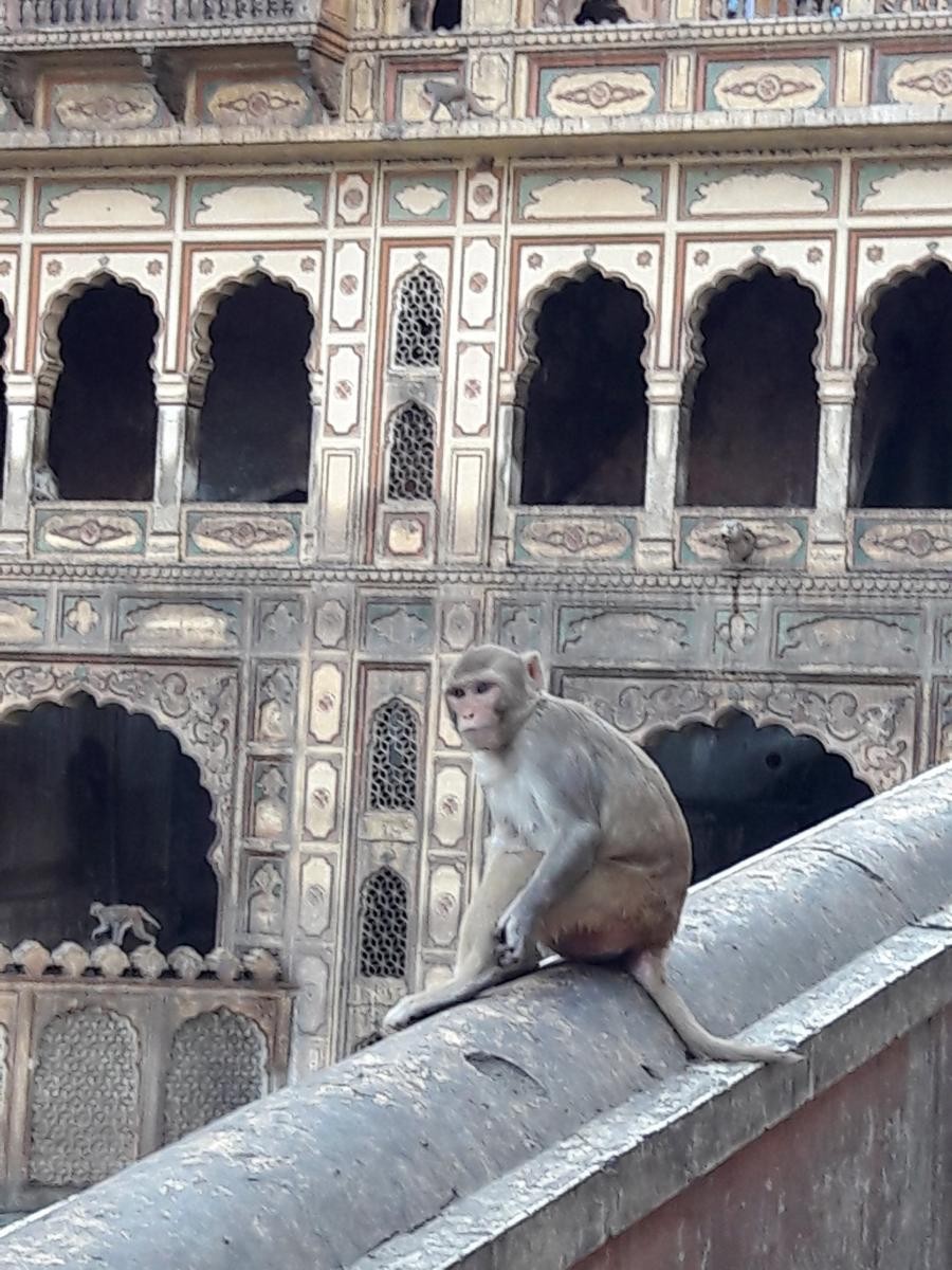 A rhesus macaque resting at a fort