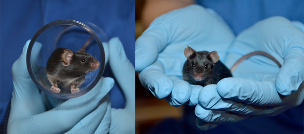 A split screen of two images. A brown mouse being held in cusp hands on the right and a brown mouse in the tube on the left