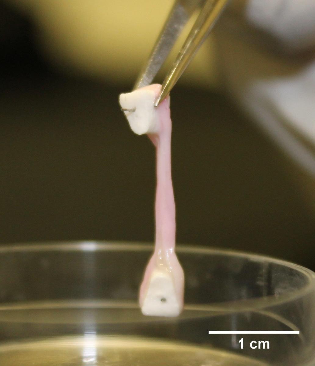 Bone model grown in vitro