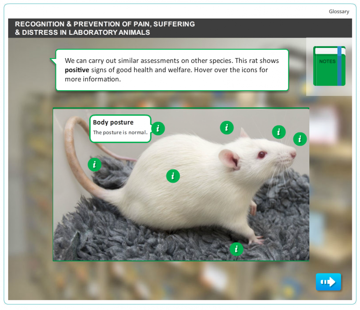  A screenshot of the recognition and prevention of pain, suffering and distress in laboratory animals. It show a rat with the message body posture and markers