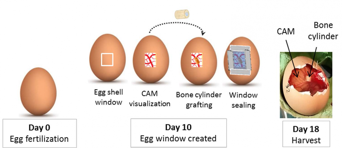 A graphic of an egg from day 0 to day 18 showing the stages from egg fertilization to harvest
