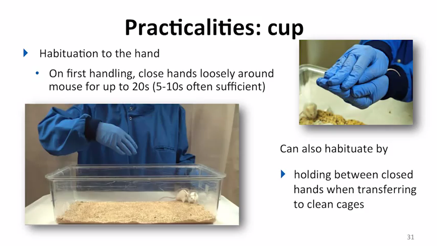 A screenshot of the practicalities of cup handling mice. Two images showing a tank with two mice with a person hand over the tank and a person showing how to handle mice with the cup technique