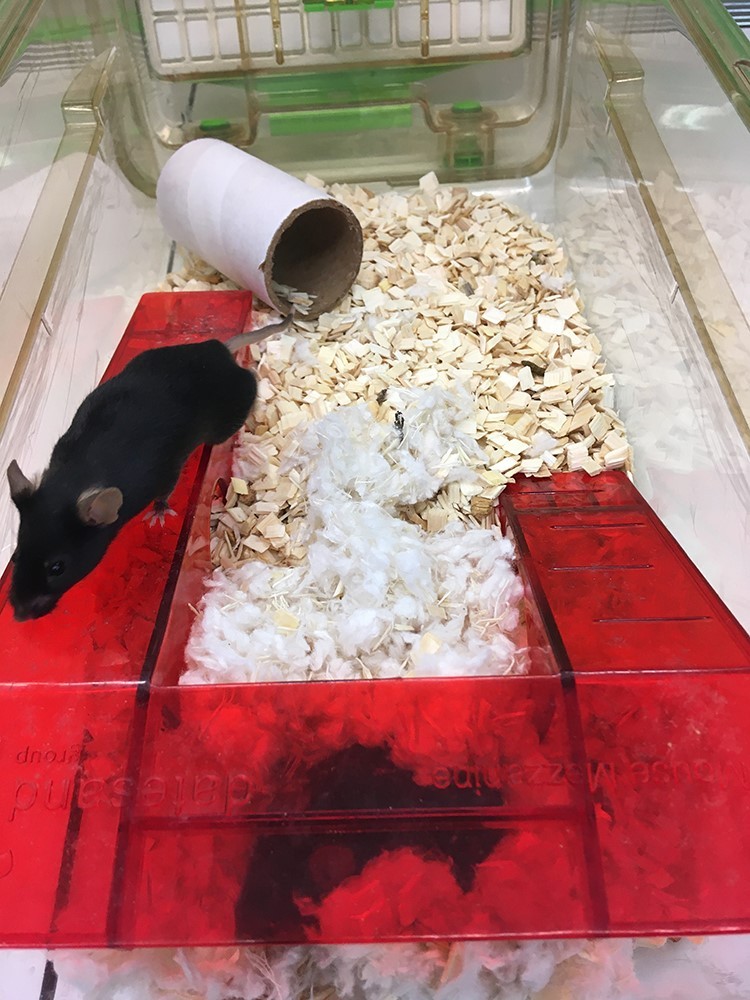 A mouse mezzanine in an IVC. The mezzanine is made from red plastic which provides a dark shelter as the mice are unable to see in the red light spectrum, whilst allowing technicians and researchers to see the animals. One black mouse can be seen under the mezzanine in among bedding materials, another is climbing on top of the mezzanine demonstrating how the enrichment can provide more climbing space. A cardboard tunnel can be seen in the corner of the cage as evidence of further enrichment.