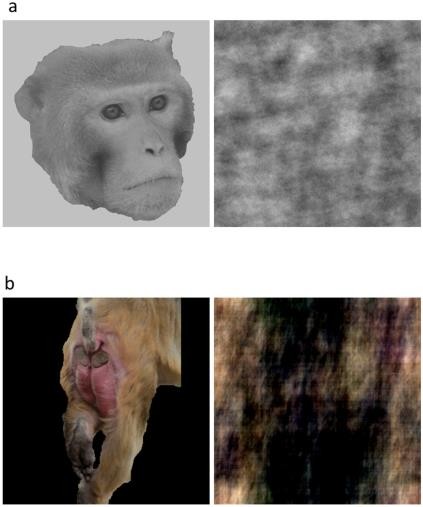 Examples of greyscale (a) and colour social images (b) and their matching control images (not to scale)