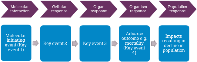 A graph showing the Adverse Outcome Pathways