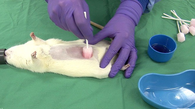 A rat being held by hands with gloves