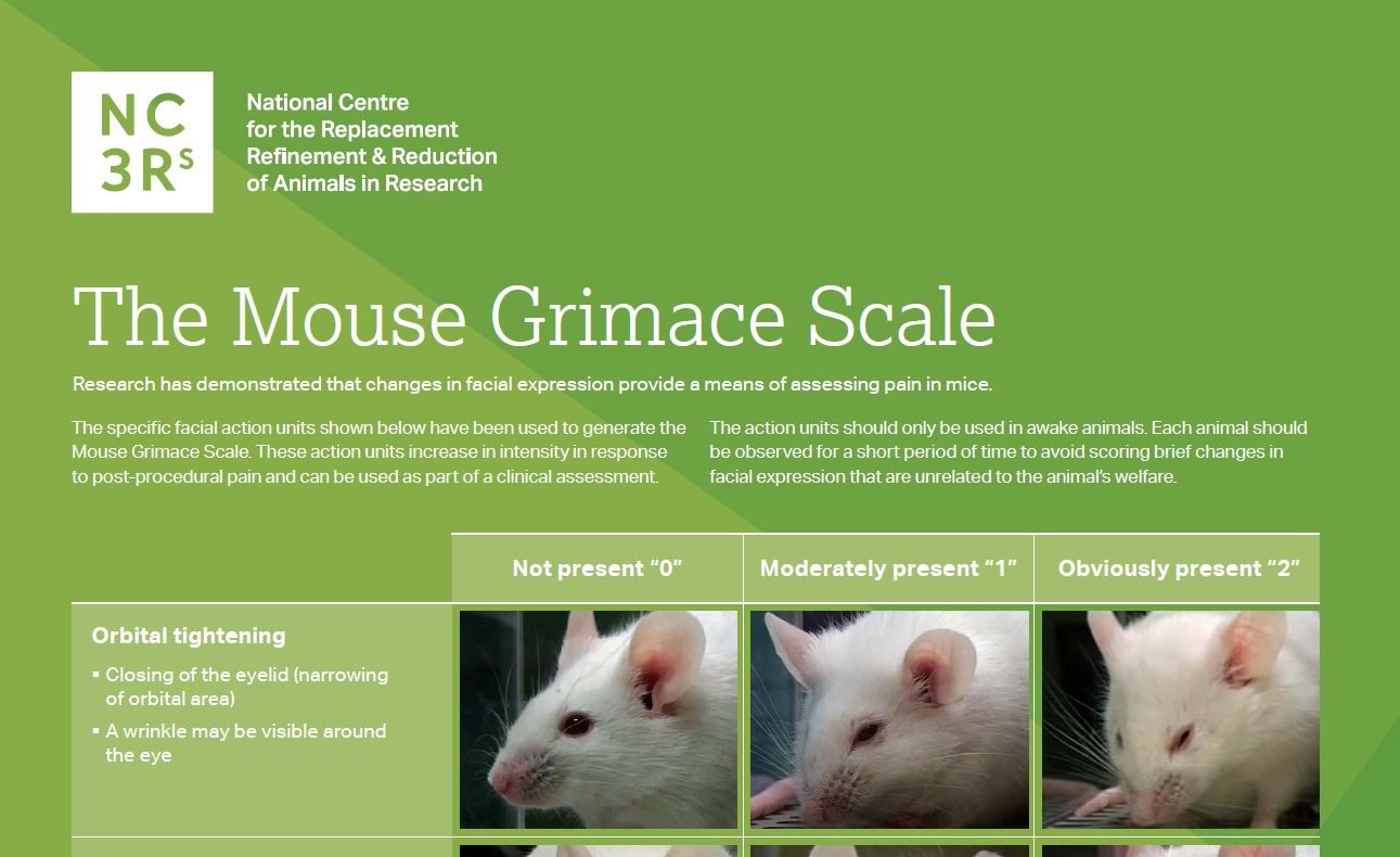 Screenshot of the top third of the mouse grimace scale poster showing the orbital tightening facial action units