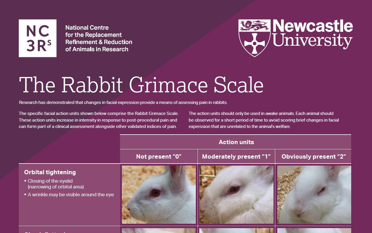 Grimace scale: Rabbit | NC3Rs