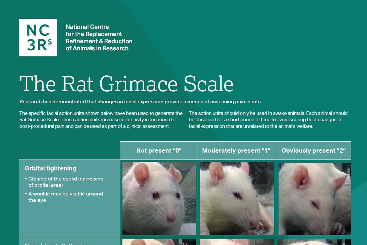 Grimace scale: Rat | NC3Rs
