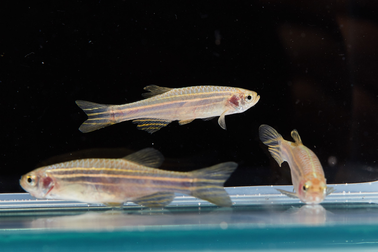Three zebrafish in a clear tank, set against a black background.