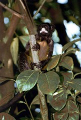 The colours in the photo of the tamarin and the foliage are muted, falling towards a grey scale rather than being bright and colourful.