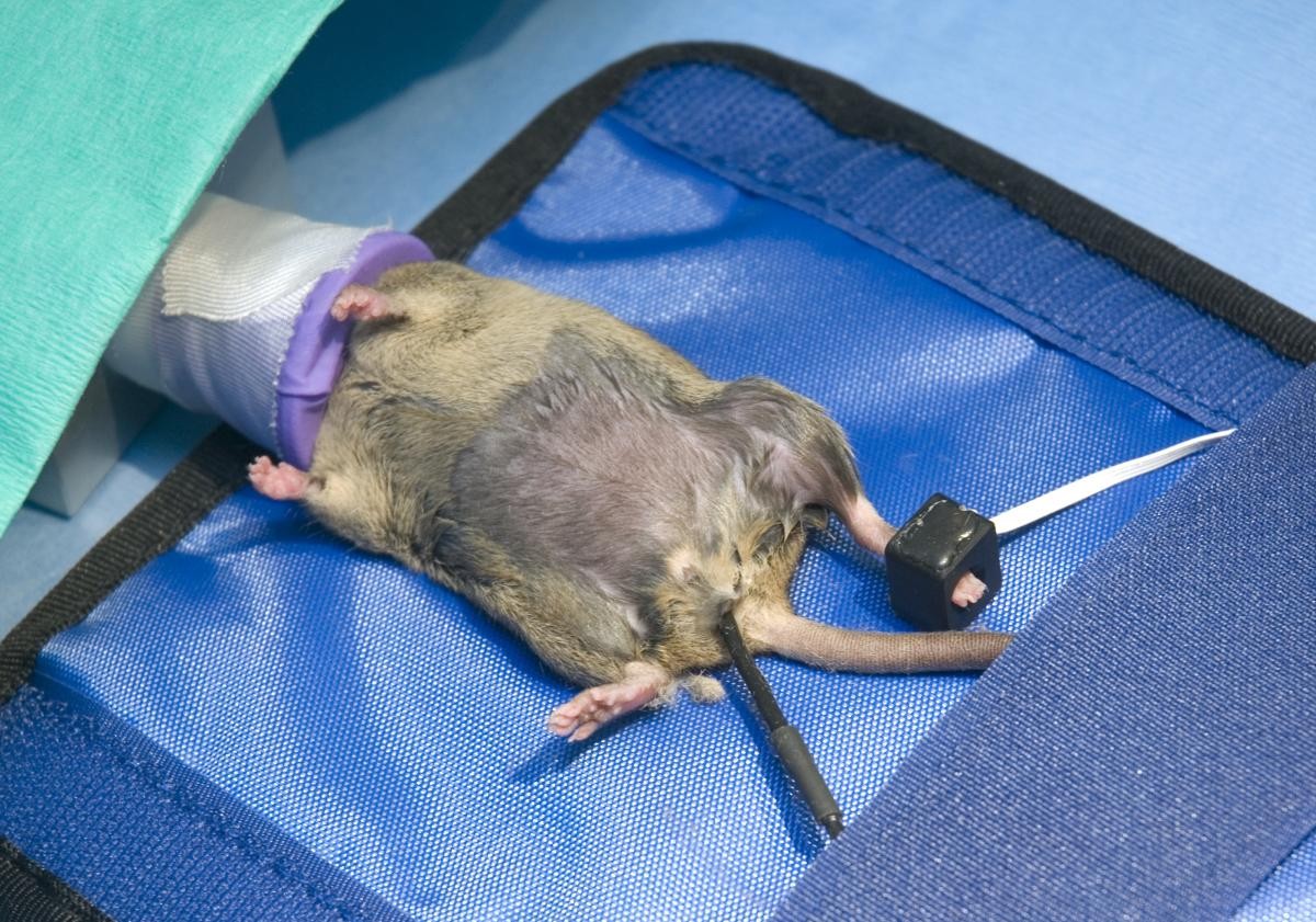 Image of a mouse under anaesthesia.