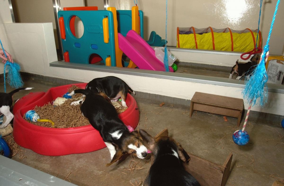 An indoor dog play area. There are multiple colourful toys and play areas including a yellow tunnel, a kids play house with a slide and a red sandpit filled with toys and shredded bedding.