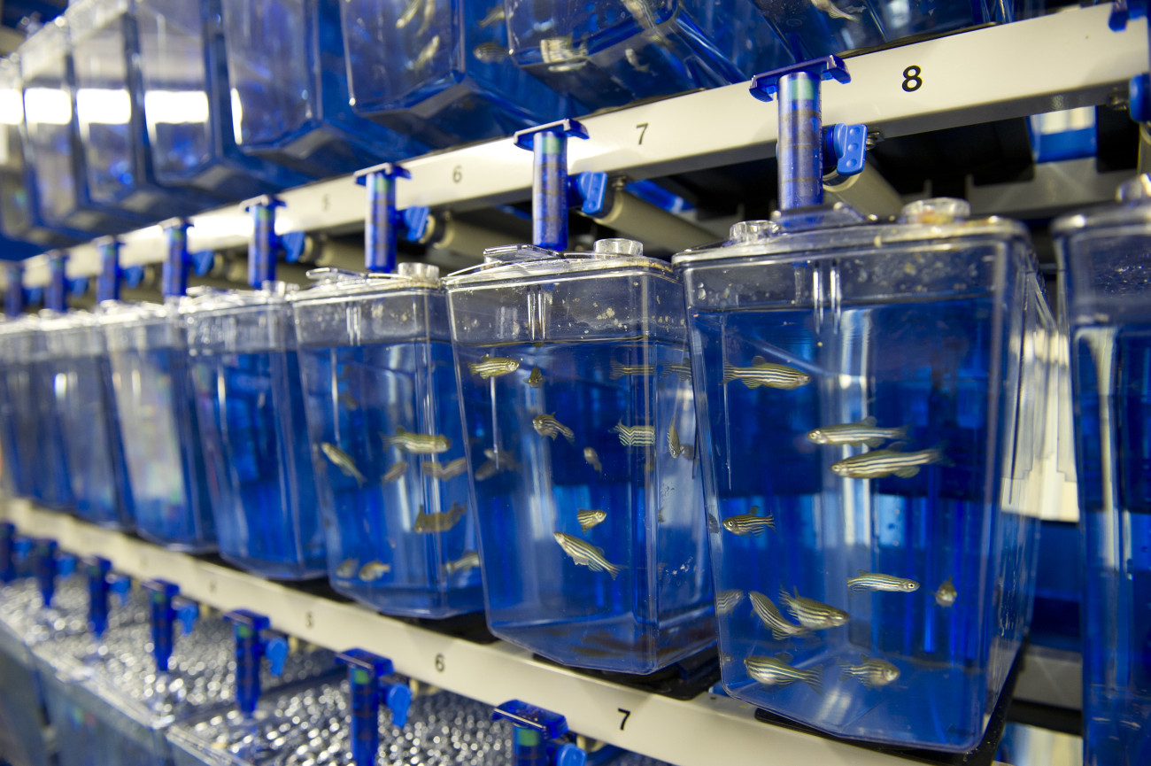 A row of plastic fish tanks holding zebrafish at a laboratory. The tanks are tall and narrow, and sit next to each other in numbered racks. The whole aquarium has a blue hue to it. You can see many zebrafish in each tank, socially housed. 