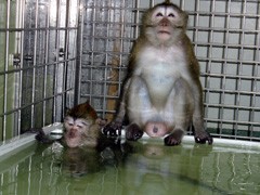 Two cynomolgus macaques using a custm-made polypropylene swimming pool built to fit within their enclosure. One is submerged and only his head is visible. The other is sitting on the edge dipping his toes into the water.
