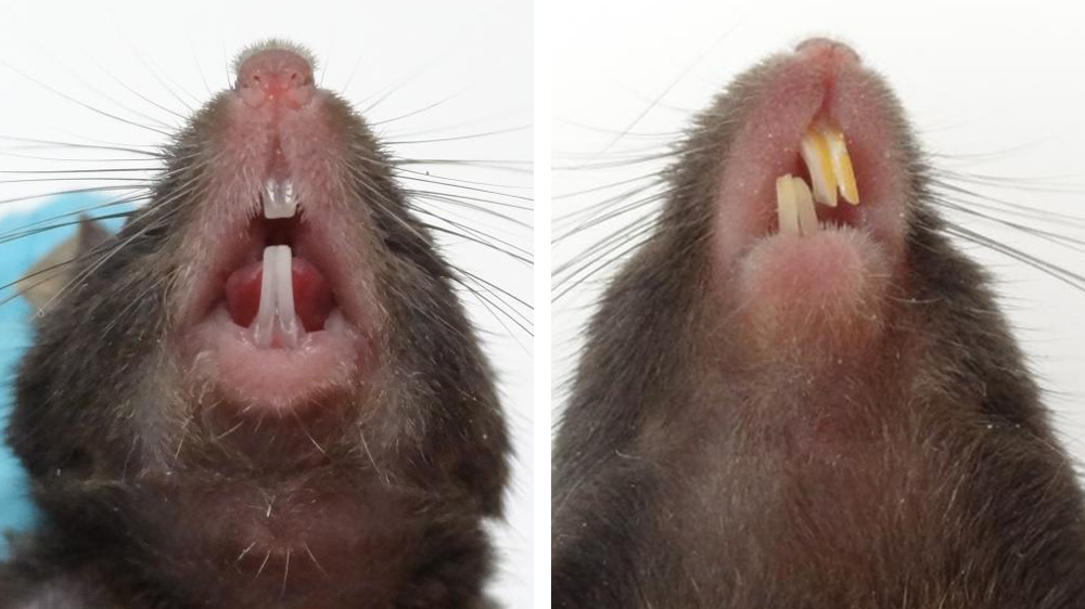 Malocclusion in mice | NC3Rs