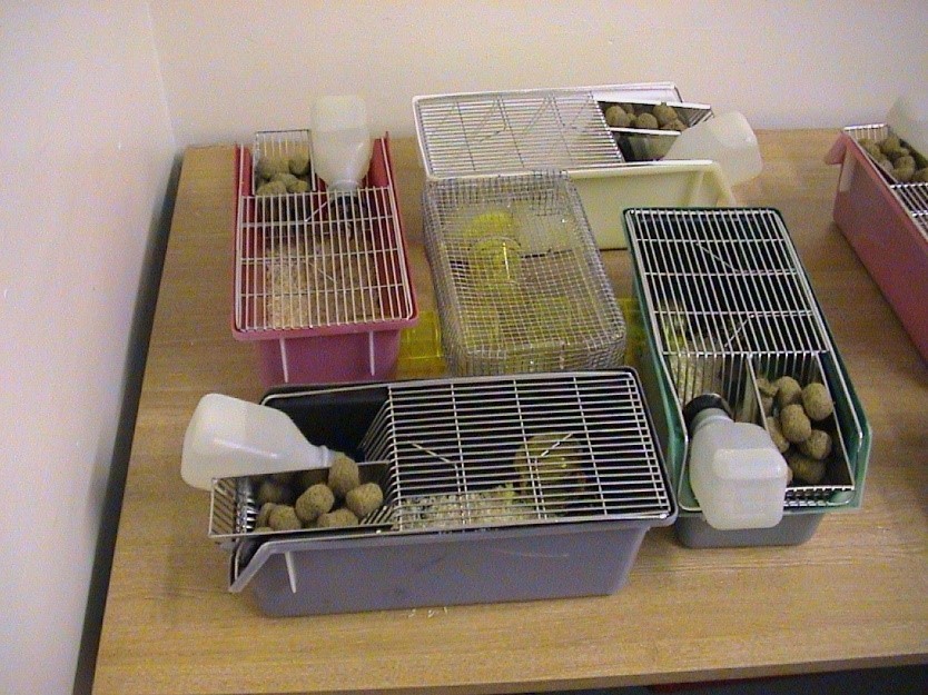 Apparatus for investigating the preference of mice for different colour cages