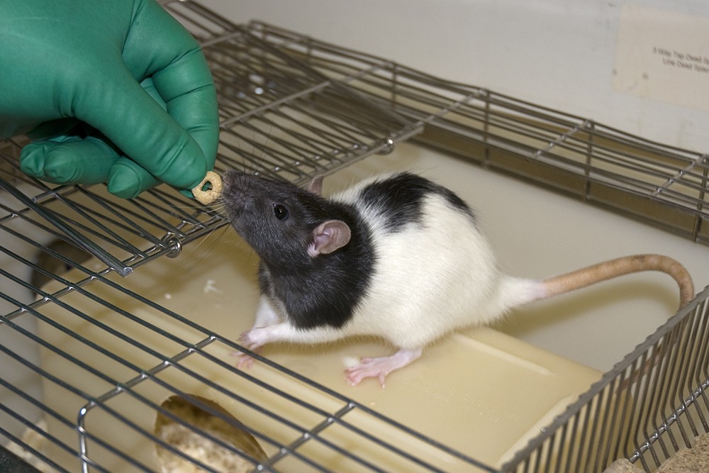A rat accepting a treat, in this case a cereal cheerio snack, from a technician. The rat sits on top of a housing box within a cage (the lid is open). The technician is reaching in with a gloved hand, and the black and white lister hooded rat is reaching up to take the treat.
